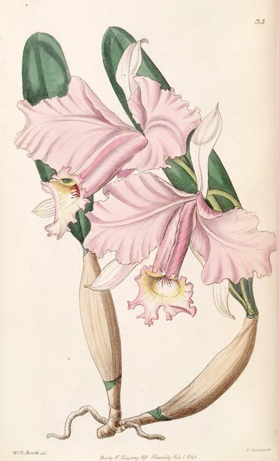 Cattleya labiata by W. B. Booth